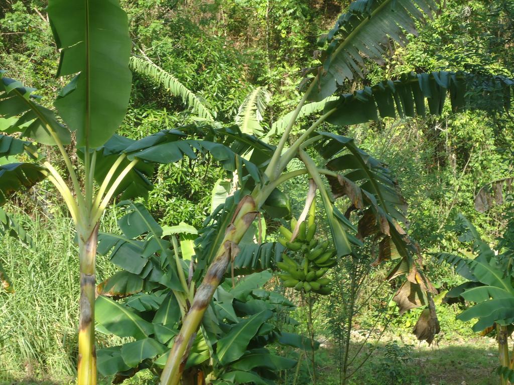 Finca Carpe Diem Ecolodge Minca Exterior foto