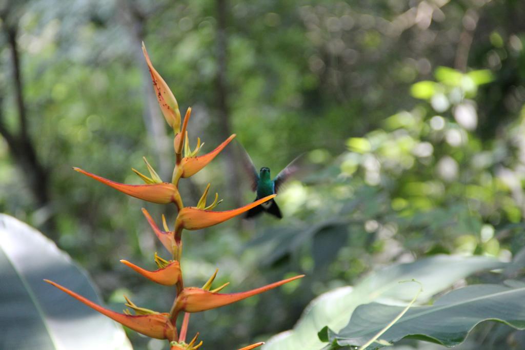 Finca Carpe Diem Ecolodge Minca Exterior foto
